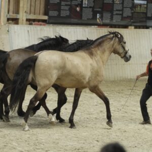 Feria in den Oliveira Stables - Waal Deutschland, 2017_02