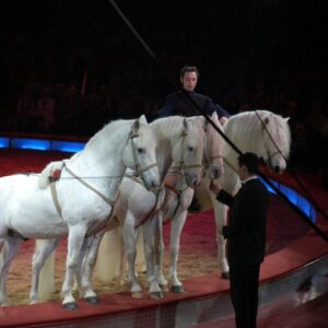 Zirkus Krone, München, Dez. 2005 - Jan. 2006