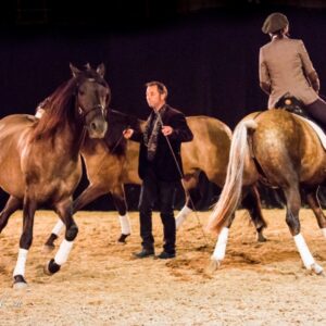 SHOW Freiheitsdressurwettbewerb 2017 mit Jessica Suckardt, FarmersPlace in Kleindöttingen D_10