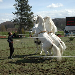 Springkonkurrenz Laupen, April 2006