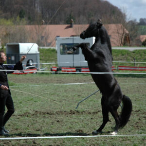 Springkonkurrenz Laupen, April 2006