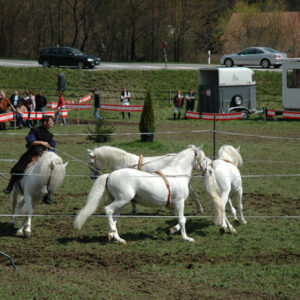 Springkonkurrenz Laupen, April 2006