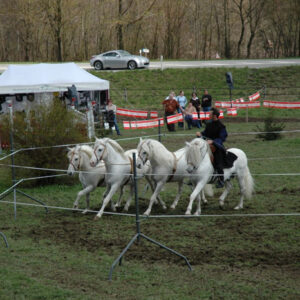 Springkonkurrenz Laupen, April 2006