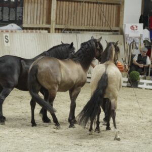 Feria in den Oliveira Stables - Waal Deutschland, 2017_03