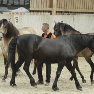 Feria in den Oliveira Stables - Waal Deutschland, 2017_04