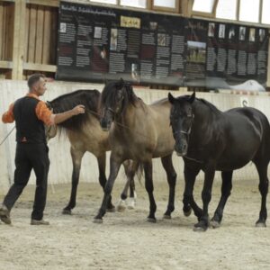 Feria in den Oliveira Stables - Waal Deutschland, 2017_05