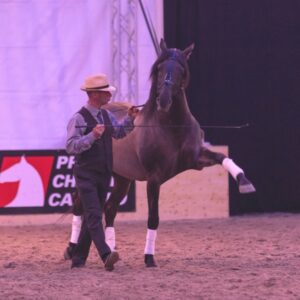 Abendshow BEA Bern 2019 mit Jessica Suckardt_06